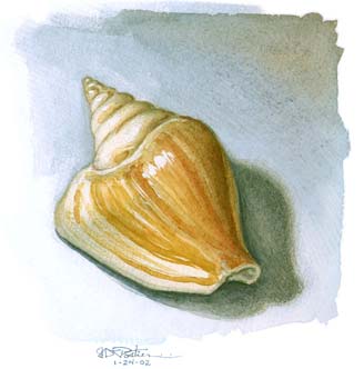 Sea Shell