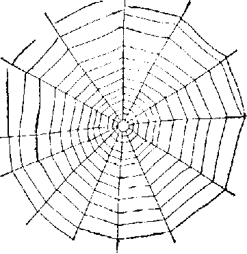 Spider Web